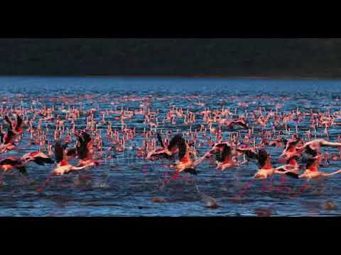 Flamingo, phoenicopterus minor, Group in Flight, Taking off from Water,|flamingo| birds |
