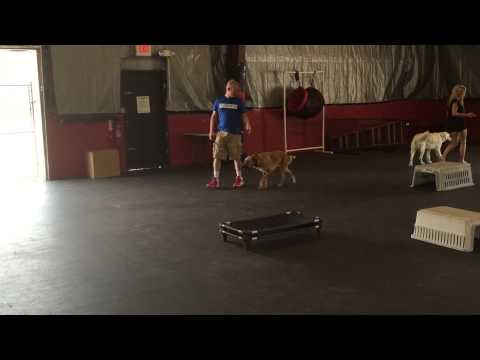 Sit Means Sit Dog Training video.