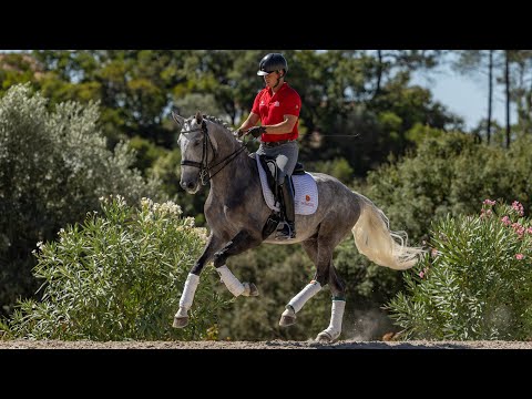 Horse for Sale | Promising Dressage Lusitano: Piro-Free Gelding with Exceptional Potential (REF#957)