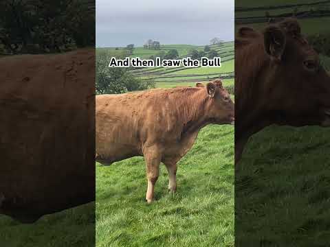I didn’t see the bull at first! #cow #bull #farmlife #farmanimals #farmlife #villagelife #walking #y