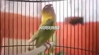 Download lagu Begini Suara Ngekek Panjang Burung Lovebird kusumo mp3 Download lagu Begini Suara Ngekek Panjang Burung Lovebird kusumo mp3