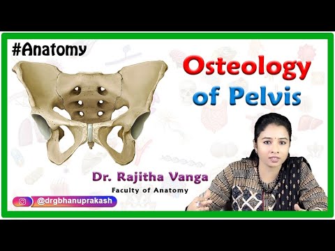 Osteology Of Pelvis
