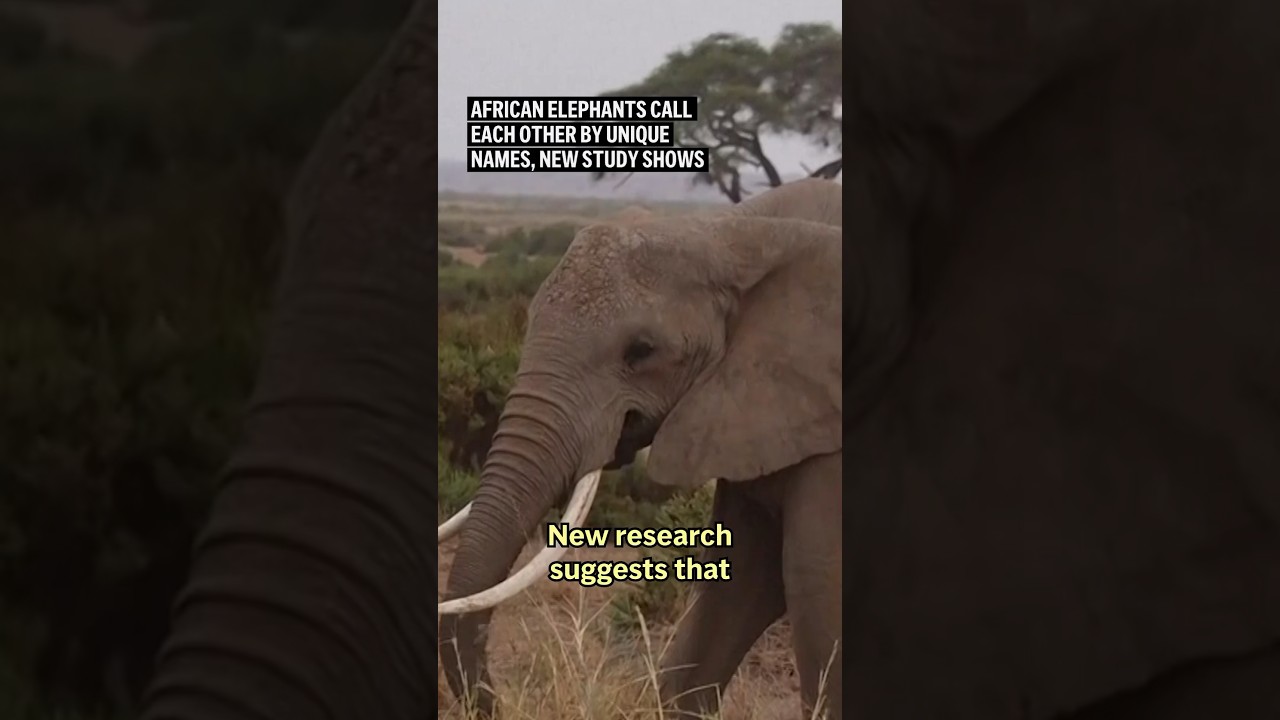 ケニアの野生ゾウの名前研究を伝えるAP通信のニュース映像