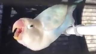 Download lagu Seperti Hantu, ini lah Penampakan Lovebird Yakin Konslet dari Dekat, Bisa di Jadikan Masteran mp3