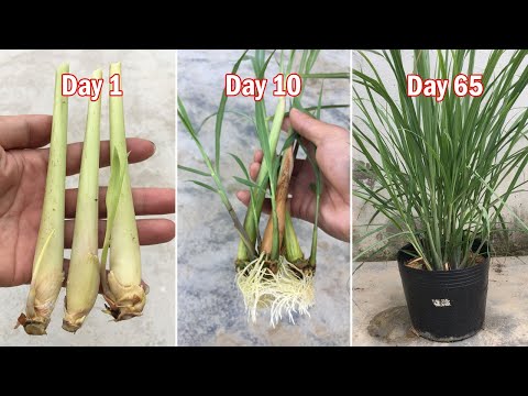 How to grow lemongrass from lemongrass bought at the supermarket