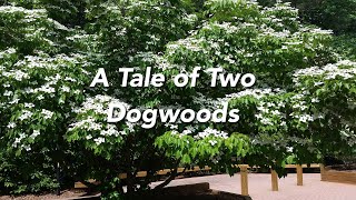 A Tale of Two Dogwoods