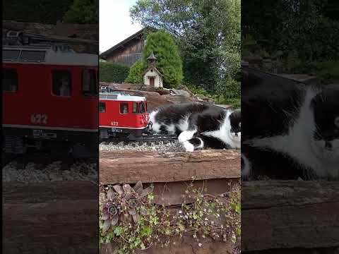 , title : '😼 YOU SHALL NOT PASS 🤚⛔️ - Katze vs. Gartenbahn'