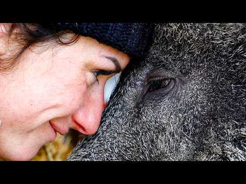 Woman rescued and raised wild boar, but officials tried to take it away!