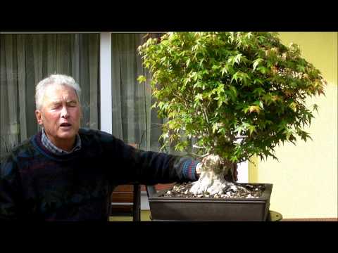 INTERNATIONAL BONSAI ACADEMY with Walter Pall - Episode II - Acer palmatum, drastic cut back