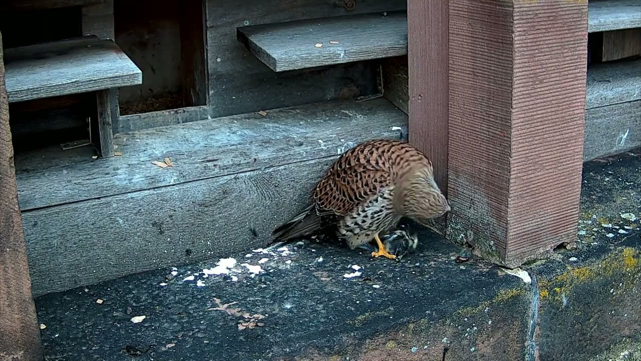 Turmfalke frisst frisch gefangene Blaumeise | 14.03.2026
