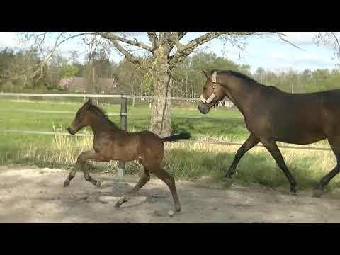 Despito 25 04 20, 5 Tage alt