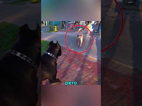 Este perrito fue a enfrentarse a un Cane Corso #perros #canecorso
