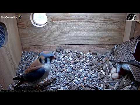 Squirmy Snake Delivery With A View Of Three Kestrel Eggs – April 22, 2019