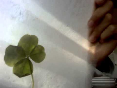 4 leaf clover