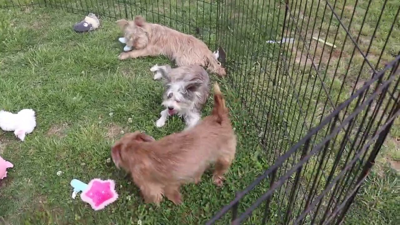 Enlarge Beatrice, an adopted mixed breed in Suffern, NY video 4/4