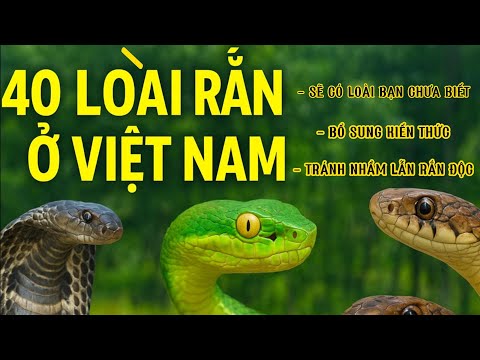 🌿 Khám Phá 40 Loài Rắn Ở Việt Nam – Kiến Thức Bổ Ích Ai Cũng Nên Biết.