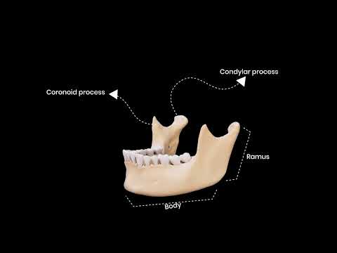 iDENTical Implant Practice Mandible Jaw Model M2025 (1 Piece)