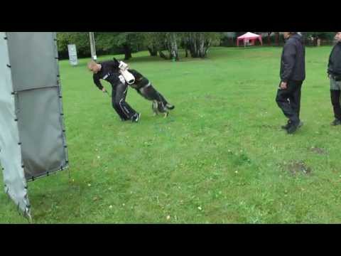 Urri z Kurimskeho haje - tracking, obedience and protection training, Summer 2013