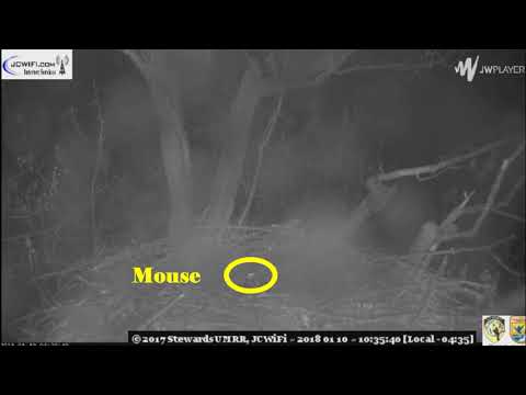 Thru the miserable night, midnight to 07:30hr - Trio Bald Eagles, Stewards of UMRR