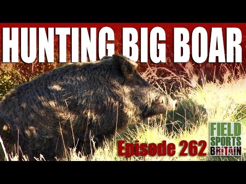 Fieldsports Britain – Hunting Big Boar