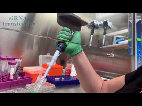 siRNA Transfection Video