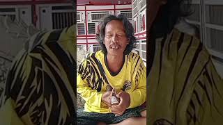 Download lagu titik putih pembawa hoki #merpati #merpatiku #merpatikolong #merpatibalap mp3