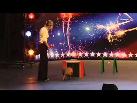 Britain's Got Talent featuring Katie and Rupert the Pennywell Miniature Pig