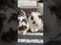 5 Signs your Rabbit is Happy | How to tell if you bunny is relaxed | Mental Health Awareness Week