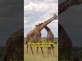 Did you know that giraffes eat bones?