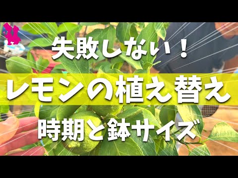 柑橘類に憂慮すべき症状が！鉢植えのレモンの木を復活させるコツ！  庭園