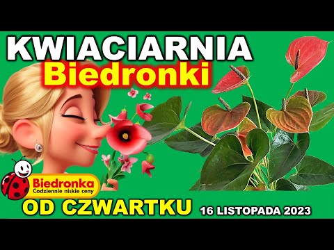 𝐁𝐈𝐄𝐃𝐑𝐎𝐍𝐊𝐀 🐞 | Oferta Promocional de Czwartku 16.11.2023. |