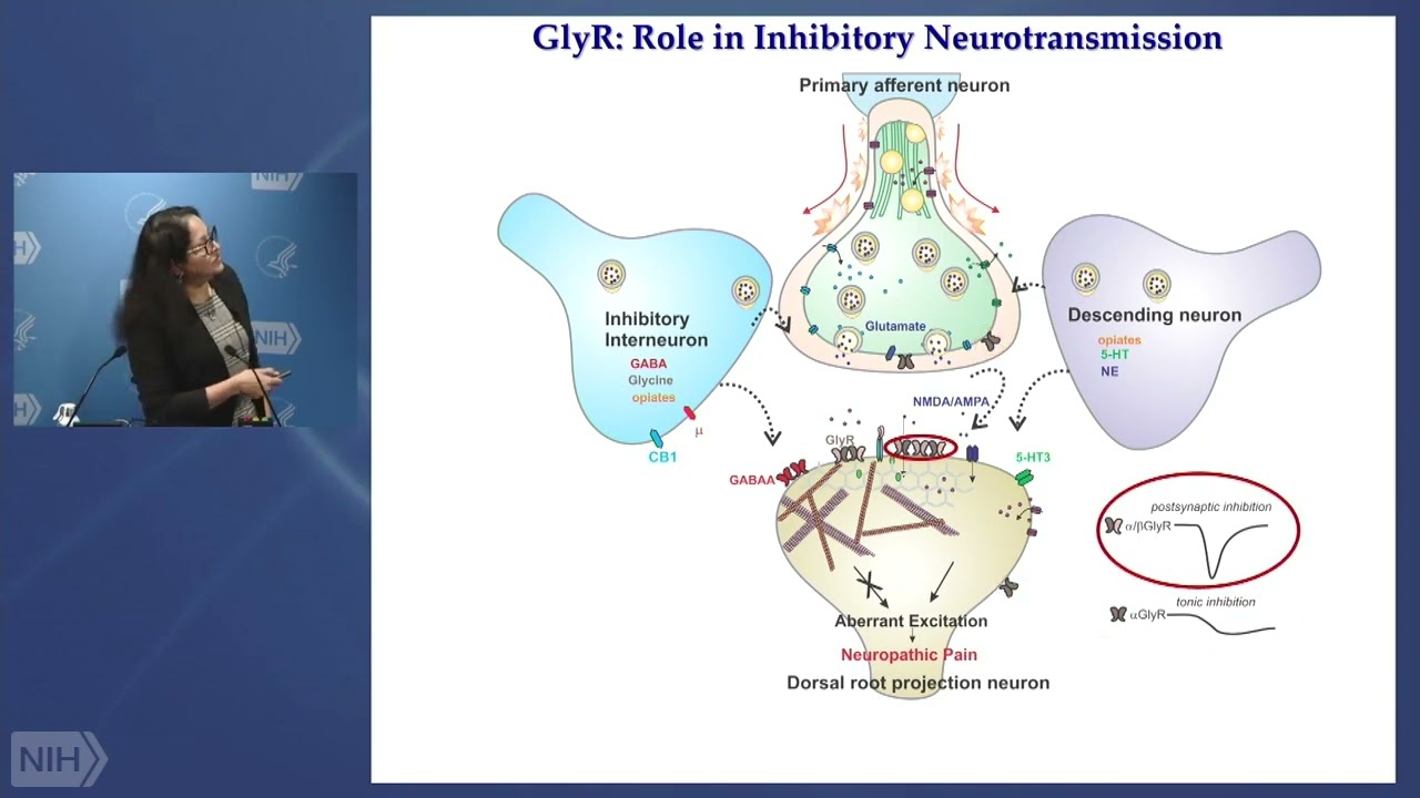 WALS: DeWitt Stetten Jr. Lecture- Molecular Mechanisms Underlying Glycinergic Neurotransmission​