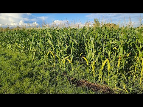 Kako izgleda postrni kukuruz? | 05.10.2022.