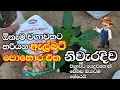 ඇල්බට් දියර පොහොර සාදන ආකාරය සහ වගාවට 