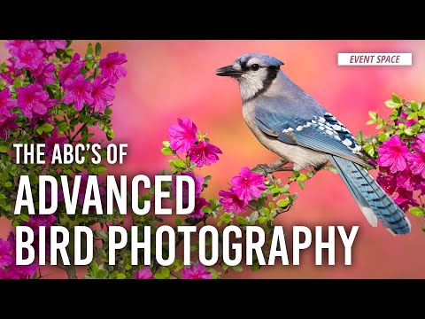 ABC's of Advanced Bird Photography | #BHEventSpace