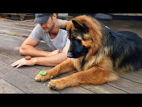 Quand votre chien sait qu'il a un QI de 200 Le chien le plus drôle de tous les temps !
