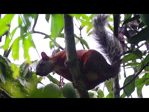 Variegated Squirrel Calls - This crazy squirrel chattered like this for hours and no idea why!
