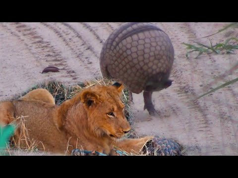 Armadillo rolls into a ball VS LION