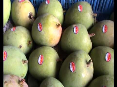 Ethylene Based Low Cost Ripening Process