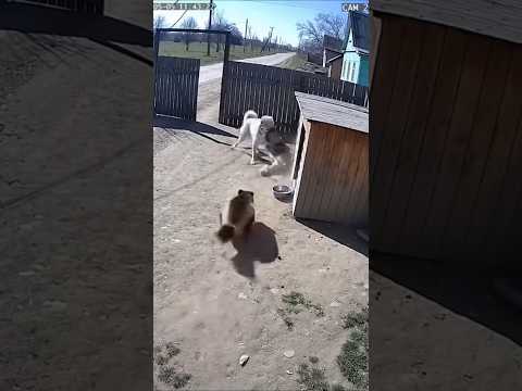 Росомаха Айка VS наглый алабай 🦨🆚🐕#росомаха #алабай #схватка