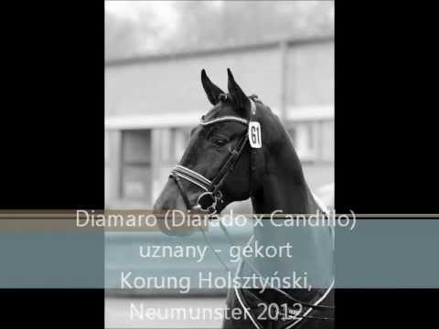 Diamaro (Diarado x Candillo) uznany - gekort