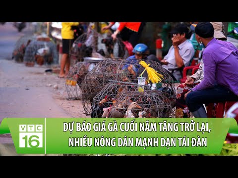 , title : 'Dự báo giá gà cuối năm tăng trở lại, nhiều nông dân mạnh dạn tái đàn | VTC16'