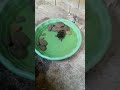 Yoshi en su pequea piscina
