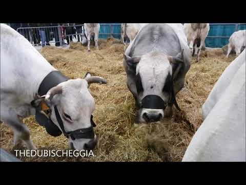 MUCCHE E VITELLINI ALLA MOSTRA REGIONALE ZOOTECNICA DI QUARESIMA AL MIAC DI CUNEO. DOM. 7 - 4 - 2019