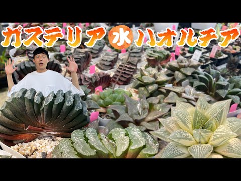 ガステリア 植物