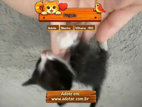 Vídeo de Frajola