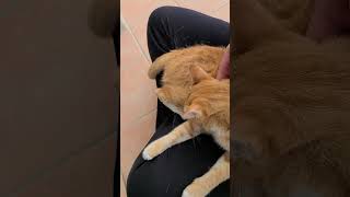 野良猫との戯れ85 #野良猫