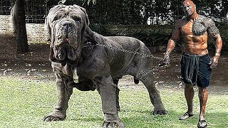 20 WWE Wrestlers &amp; Their Dogs ★ 2019