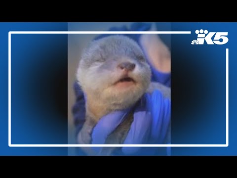 Point Defiance Zoo welcomes otter pup - YouTube