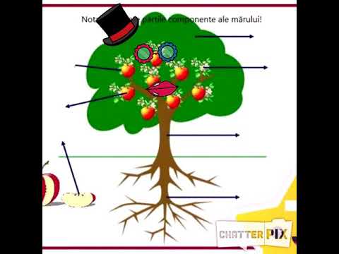 Copăcelul vorbitor - alcătuirea plantei